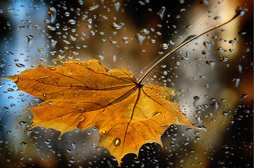 4_AUT_-_autunno_-_foglia-autunno-gif-animata